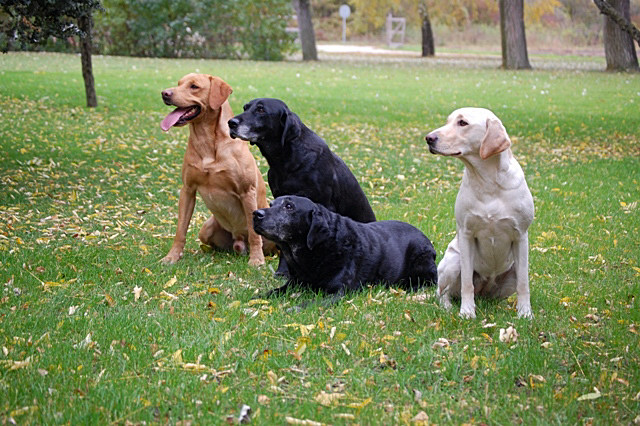 Bracken und seine Oma Amazing Ragweed of Lubberland, Rubys Oma Zed's Fly vom Tennikerweidli und Ruby