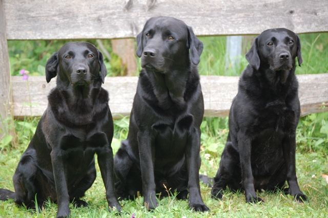 Beechdale's Amira, Beechdale's Ace und Mama Jade