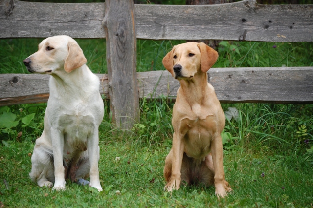 Mama Ruby und Beechdale's Busy Lizzie