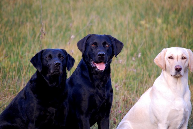 jade, cash und ruby