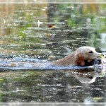 wasserarbeit mit ente