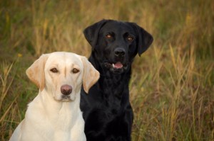 ruby und cash