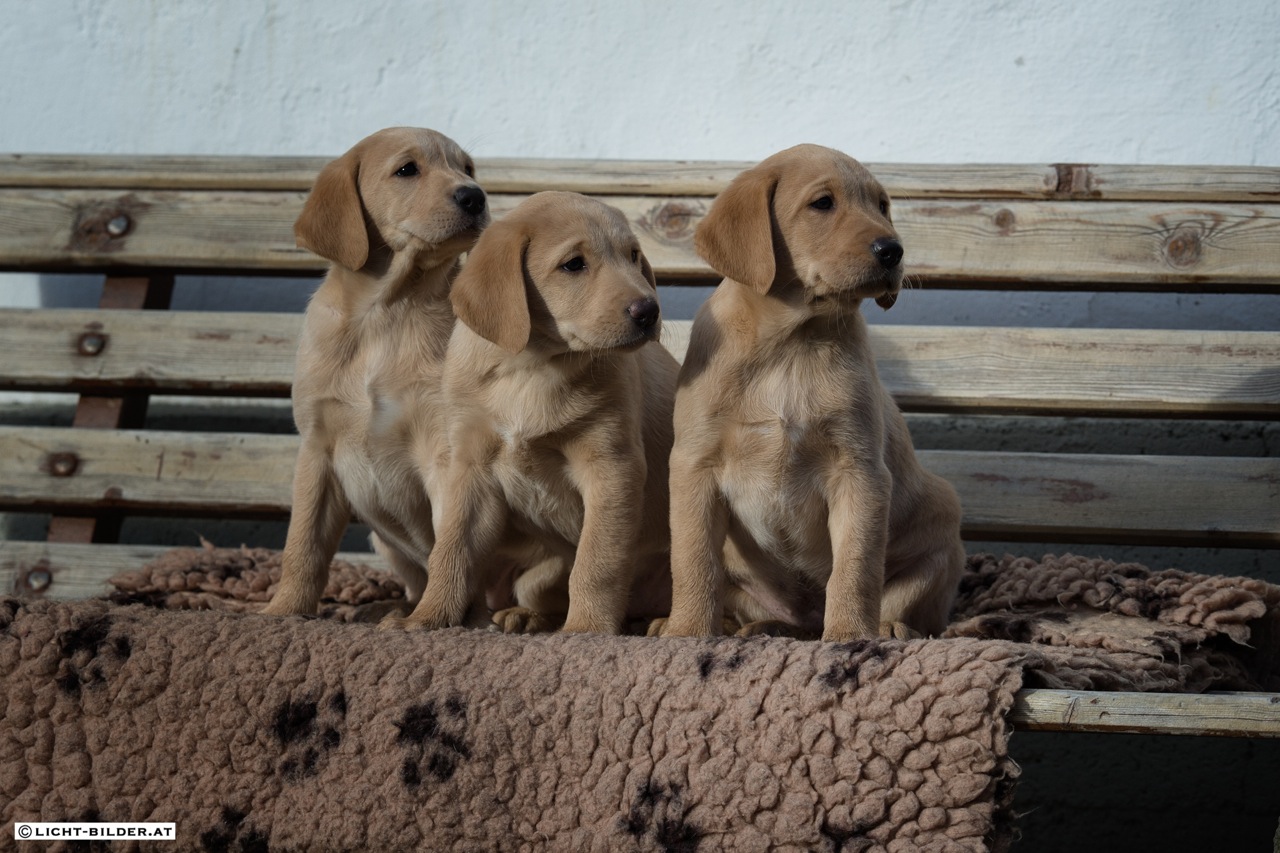 Mavis, Piper und Glen 7 Wochen alt