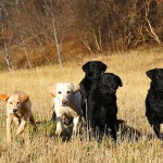 the gang: Piper, Ruby, Kitty, Cash und Jade