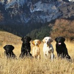 the gang: Piper, Ruby, Kitty, Cash und Jade