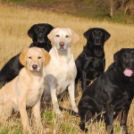 the gang: Piper, Ruby, Kitty, Cash und Jade