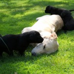 Piper in love