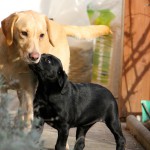 Piper und Idella