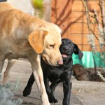 Piper und Idella